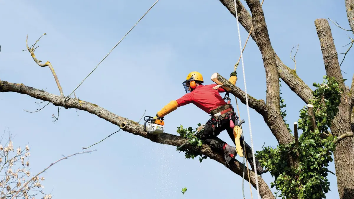 Arboriste-grimpeur réalisant une coupe contrôlée sur un arbre