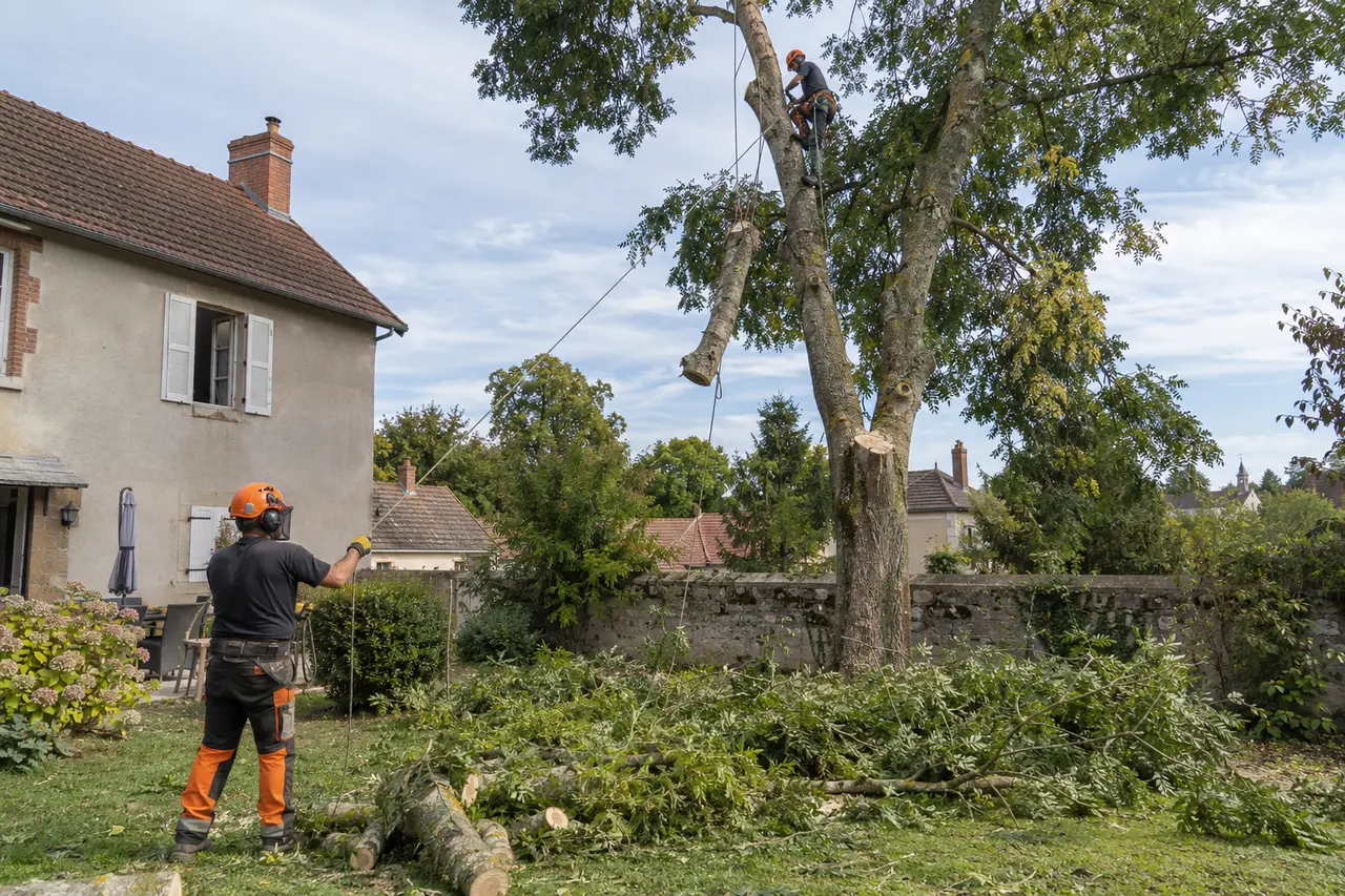 Démontage contrôlé d’un arbre par sections dans un jardin
